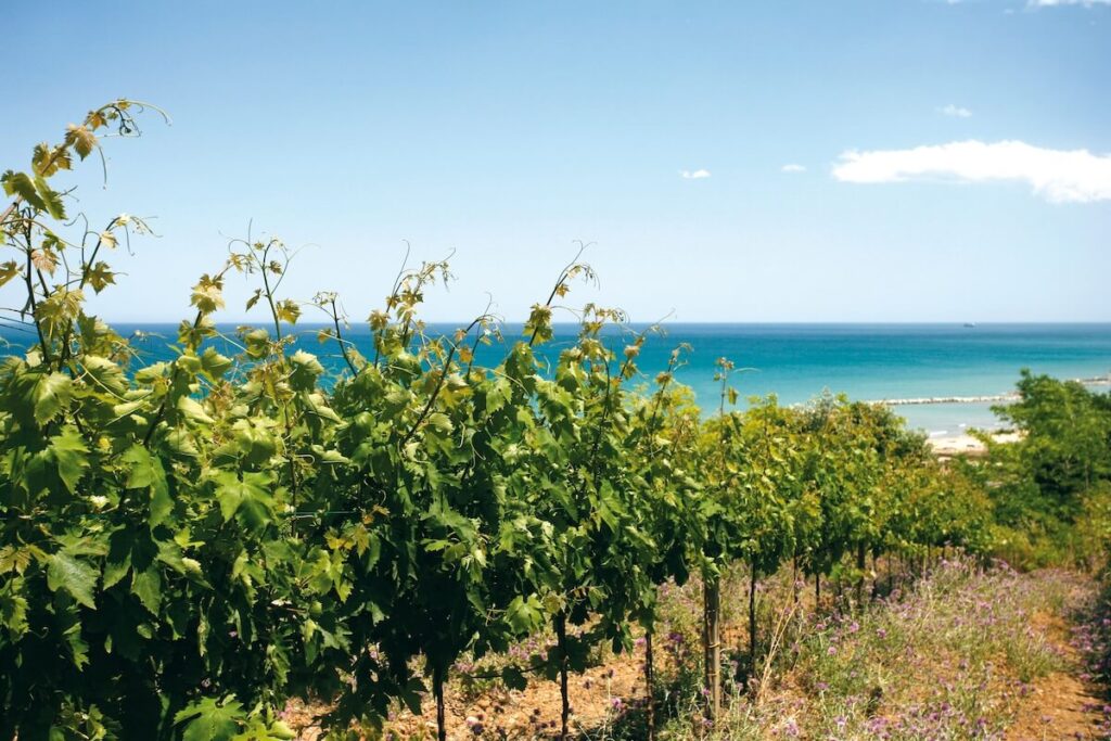 Cantina Tollo doubles down on Abruzzo: 133 new hectares of vineyards acquired