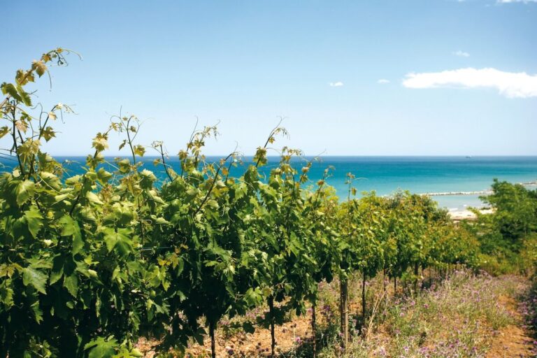 Cantina Tollo doubles down on Abruzzo: 133 new hectares of vineyards acquired
