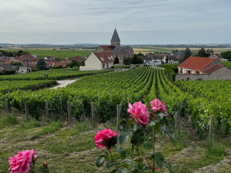 Champagne Tightens Volumes: Commercial Yield for the 2026 Harvest Set at 8,800 kg per Hectare