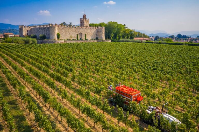 The 2026 Franciacorta harvest begins on 30 July, marking the first July start in the denomination’s history