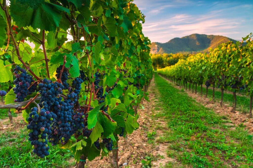 The 2026 Franciacorta harvest begins on 30 July, marking the first July start in the denomination’s history