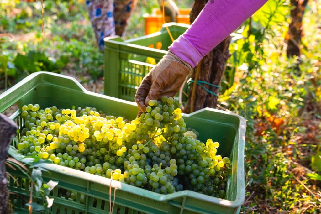 The 2026 Franciacorta harvest begins on 30 July, marking the first July start in the denomination’s history