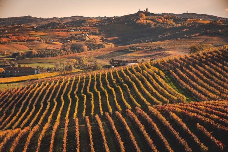 On June 22, 2026, the Nizza Docg Consortium is officially born: a historic milestone for the Monferrato denomination.