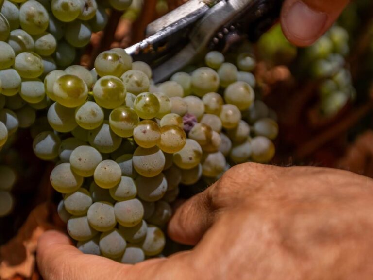 Maremma Toscana breaks ranks on yield cuts: ‘We don’t need symbolic measures — action must target Italy’s national vineyard potential”