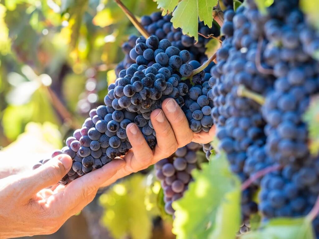 2026 Harvest in Sicily Gets Off to a Strong Start