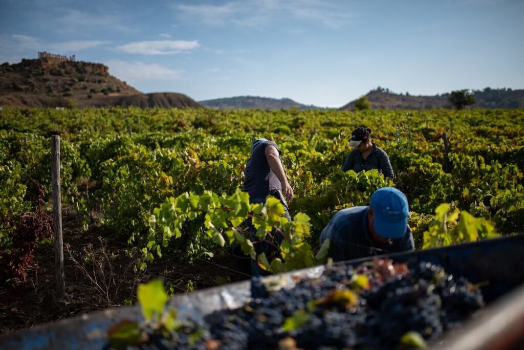 2026 Harvest in Sicily Gets Off to a Strong Start: Healthy Grapes and High Quality Expected for varieties such as Grillo and Nero d’Avola