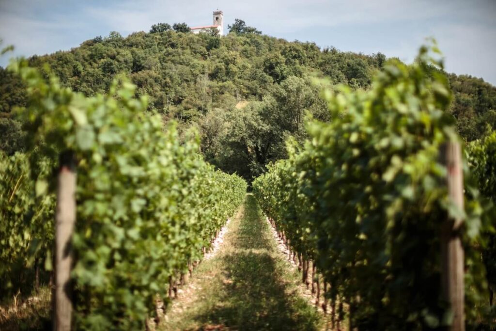 Vigna Traverso punta sull’enoturismo su misura: nei Colli Orientali del Friuli il vino diventa racconto a Prepotto.