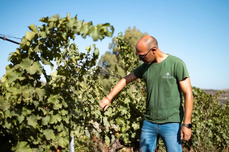 2026 Harvest in Italy: Official Kick-Off by Cantine Ermes in Sicily