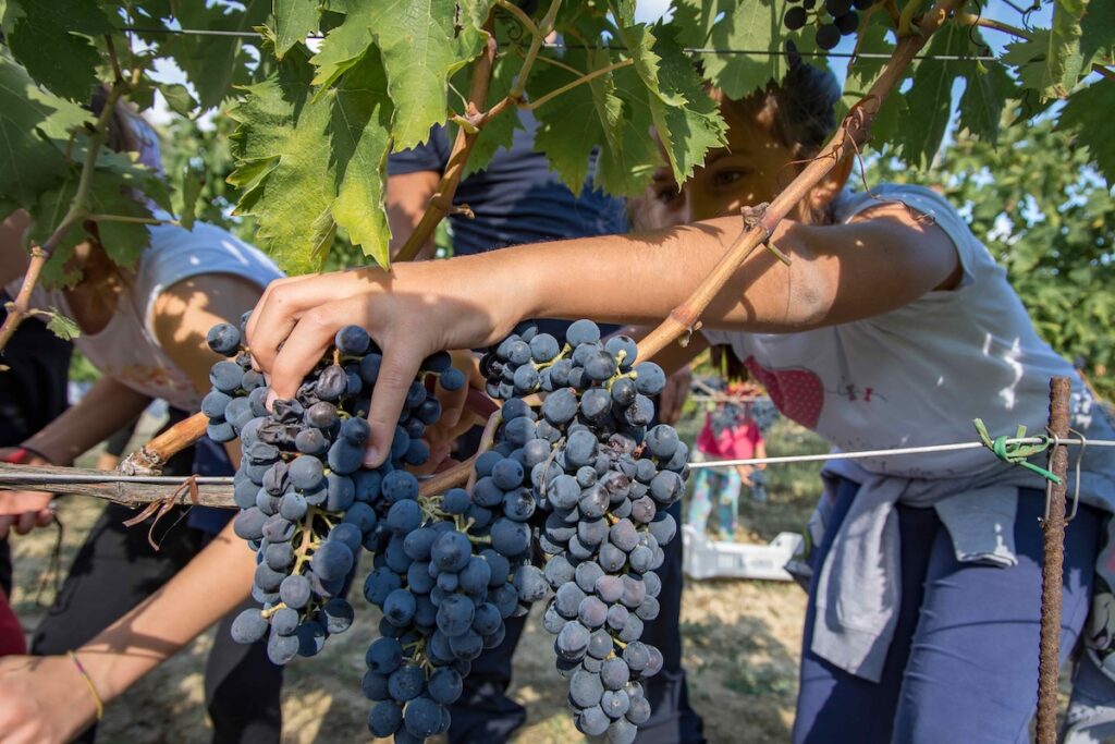 Dal 24 agosto al 25 ottobre le cantine del Movimento Turismo del Vino aprono per Cantine Aperte in Vendemmia.