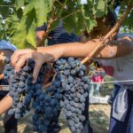 Dal 24 agosto al 25 ottobre le cantine del Movimento Turismo del Vino aprono per Cantine Aperte in Vendemmia.