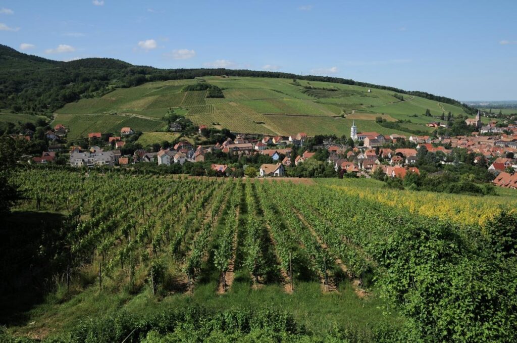 One click to enter the French Maisons of Les Grands Chais de France: here comes the platform “SecretsdeCave.com”