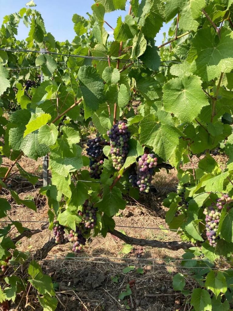 Champagne Harvest 2026 Through the Eyes of Antoine Coutier in Ambonnay: “We Need to Harvest Earlier to Preserve Elegance”