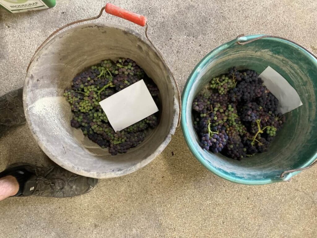 Champagne Harvest 2026: Average Potential Alcohol Levels Surge as Cru-by-Cru Harvest Dates Are Confirmed by The Official Calendar
