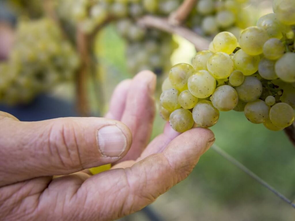 Alto Adige, record 2026 harvest: the earliest ever, already promising healthy grapes and encouraging prospects.