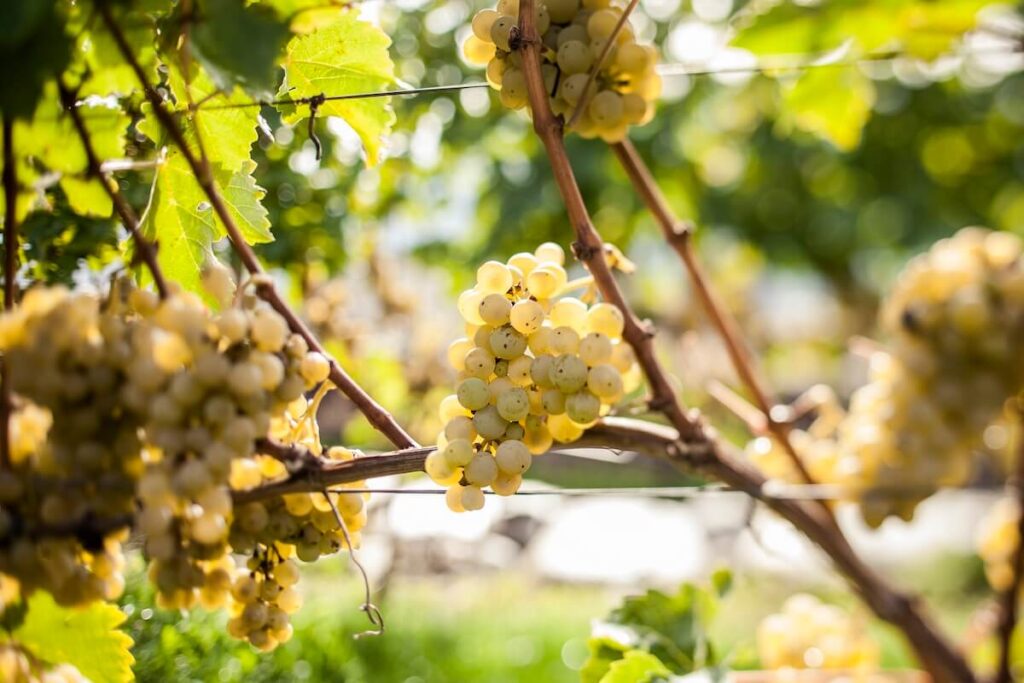 Alto Adige, vendemmia 2026 record: è la più precoce della storia e già promette uve di qualità e prospettive promettenti.