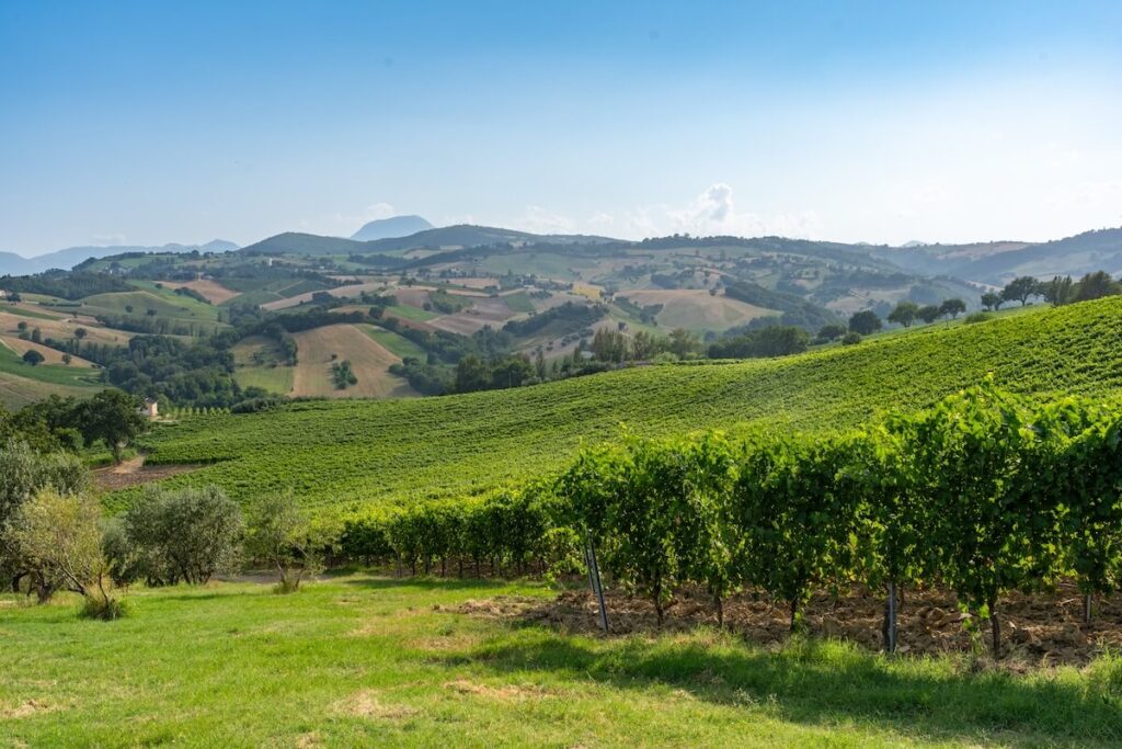 Verdicchio dei Castelli di Jesi launches its rebalancing plan: yield cuts and storage measures