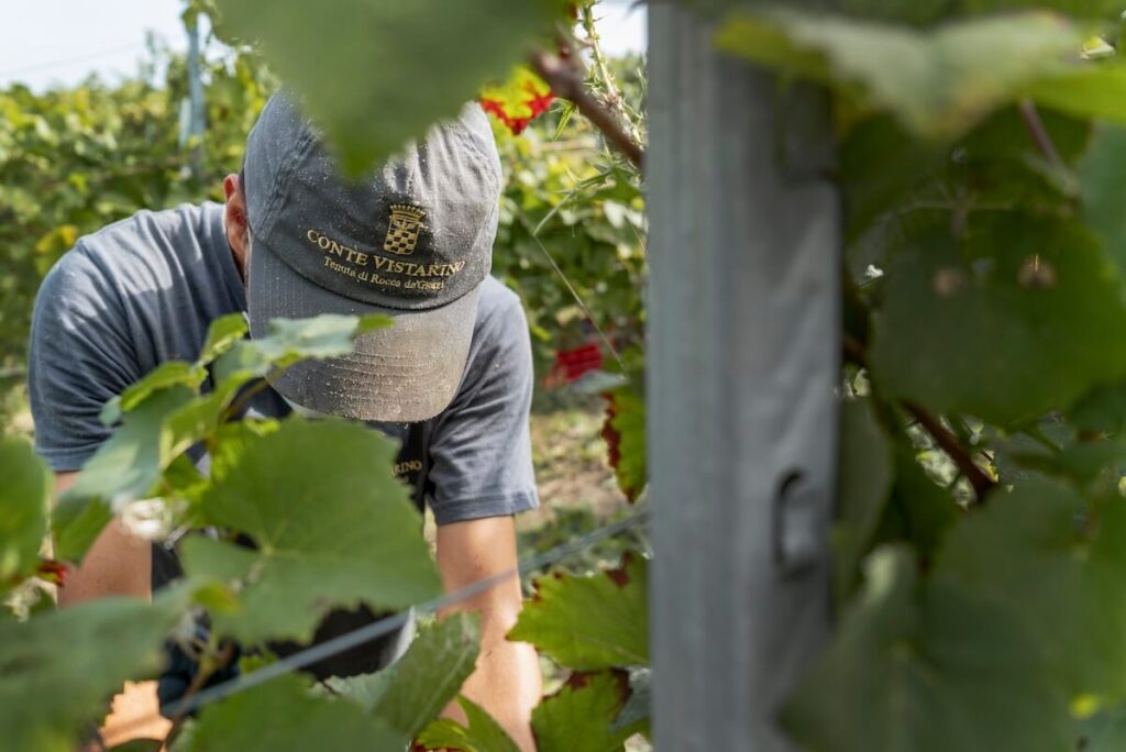 Conte Vistarino, la vendemmia 2026 degli estremi: il clima ridisegna i tempi del vino dalle prime uve agli ultimi grappoli di Riesling Renano